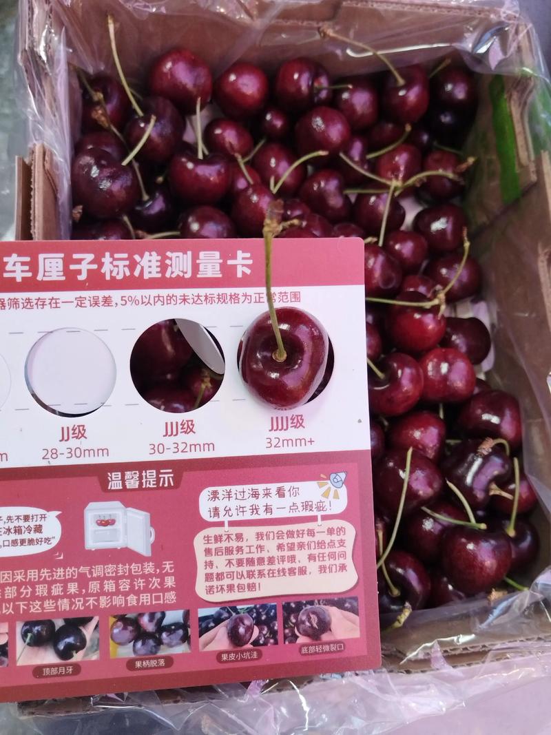 拉宾斯大樱桃品种介绍:抗寒丰产优质品种 拉宾斯大樱桃品种介绍:抗寒丰产优质品种