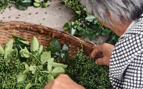 花椒什么时候采摘比较好？最佳采收时间与技巧详解