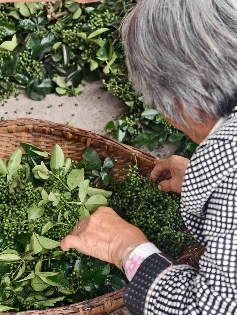 花椒采收时间与品种对照表