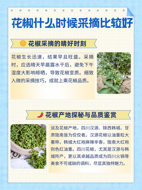 影响花椒采收的关键因素