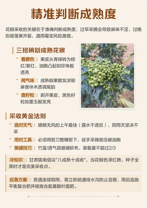 花椒采收常见错误与纠正