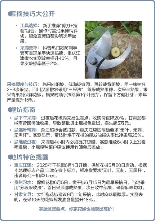 花椒采收操作步骤