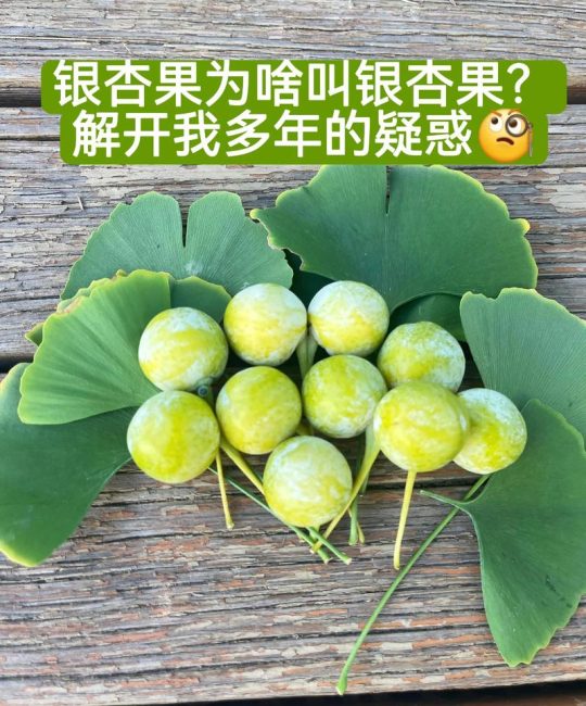 银杏果和白果的区别：食用安全、功效与选购全指南