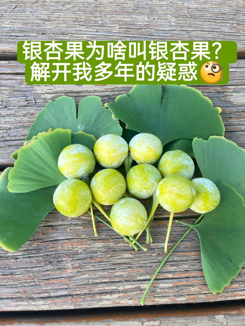 银杏果和白果的区别:食用安全、功效与选购全指南 银杏果和白果的区别:食用安全、功效与选购全指南