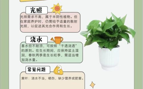 绿萝怎么养殖旺盛又好养？6大核心养护技巧全解析