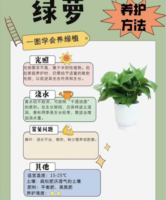绿萝怎么养殖旺盛又好养？6大核心养护技巧全解析