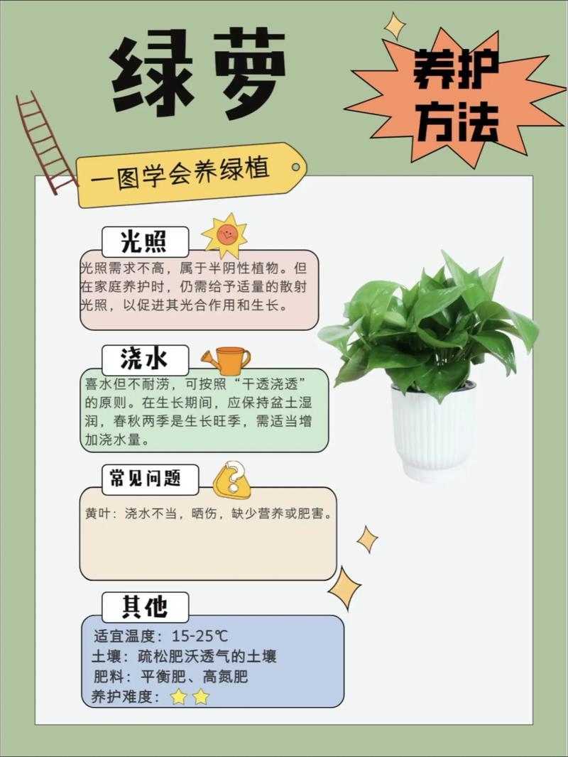 绿萝怎么养殖旺盛又好养?6大核心养护技巧全解析 绿萝怎么养殖旺盛又好养?6大核心养护技巧全解析