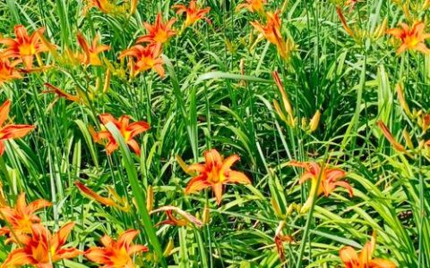 萱草花什么时候开花？花期多长及促花养护全攻略
