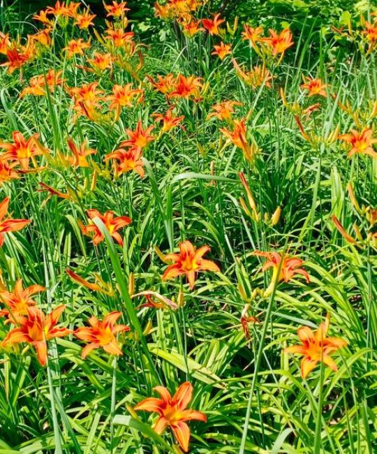 萱草花什么时候开花？花期多长及促花养护全攻略