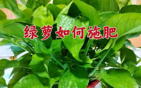 绿萝叶子黄了怎么办？5招快速诊断与补救方案