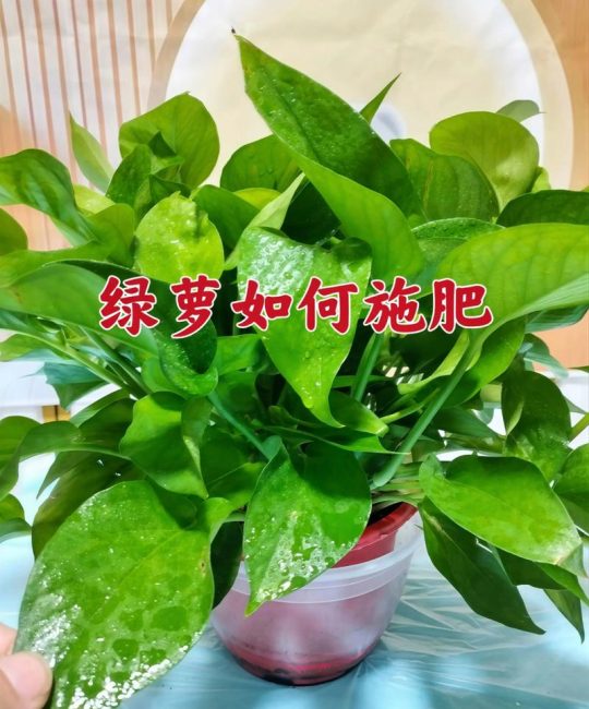 绿萝叶子黄了怎么办？5招快速诊断与补救方案