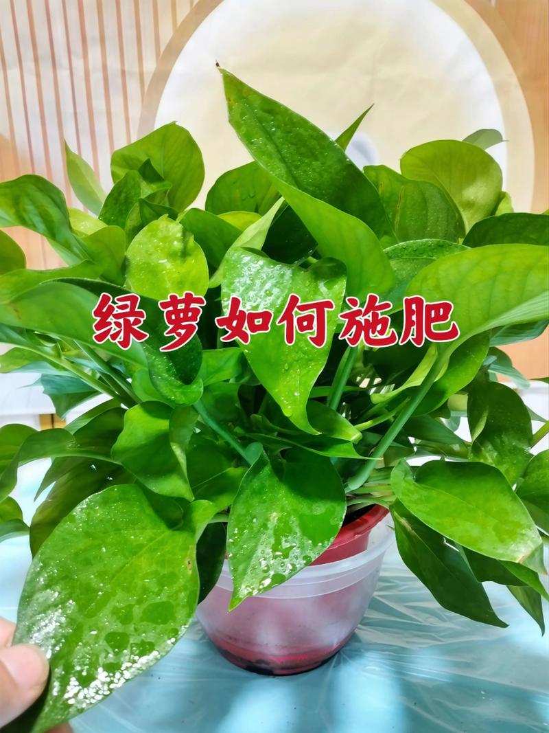 绿萝叶子黄了怎么办？5招快速诊断与补救方案