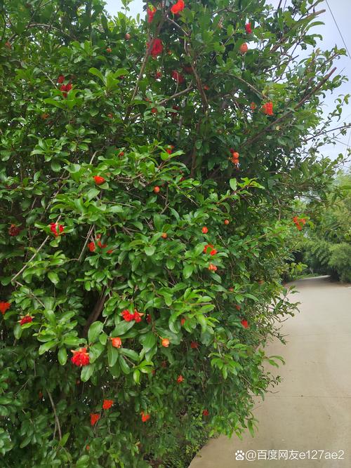 石榴不开花怎么回事？5大核心原因与解决方案