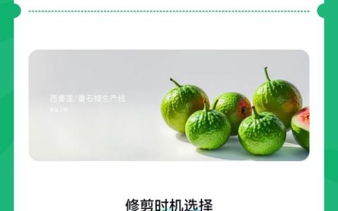 番石榴正确修剪法：家庭庭院与果园的高产管理指南