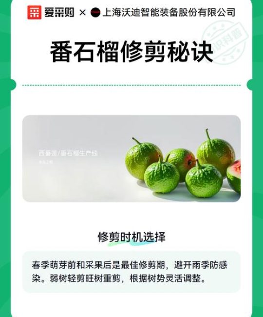 番石榴正确修剪法：家庭庭院与果园的高产管理指南