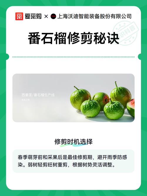 番石榴正确修剪法:家庭庭院与果园的高产管理指南 番石榴正确修剪法:家庭庭院与果园的高产管理指南
