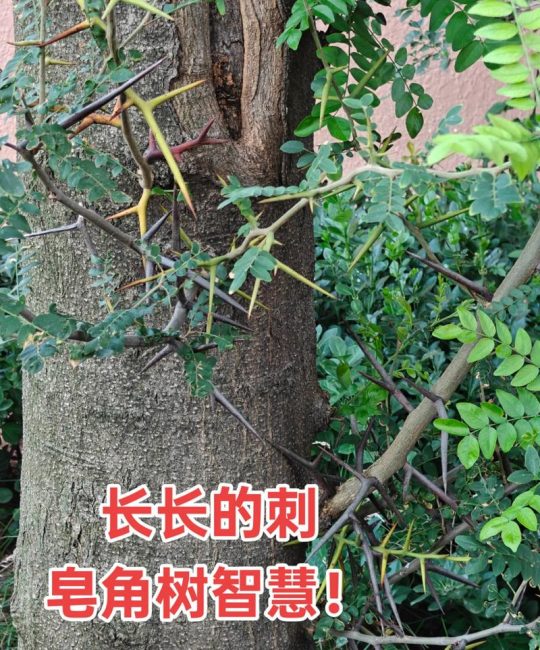 皂角树的功效与作用：全株皆宝，但食用禁忌多