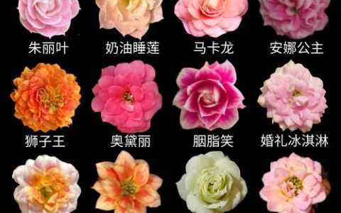 花期最长的花有哪些品种？盘点四季常开的花卉推荐