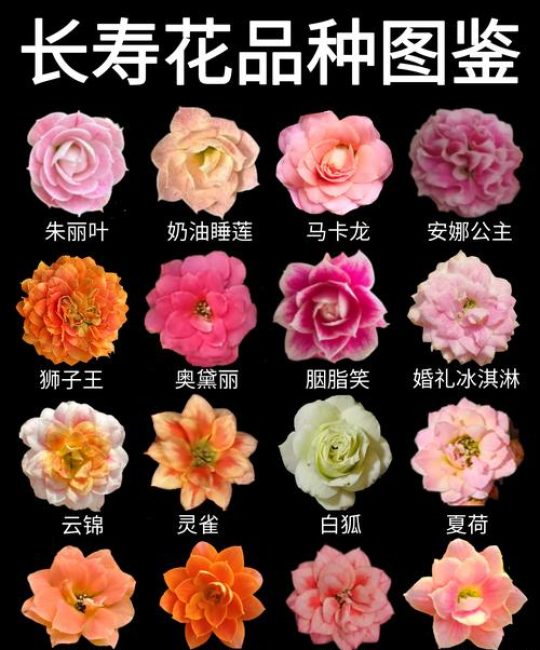 花期最长的花有哪些品种？盘点四季常开的花卉推荐