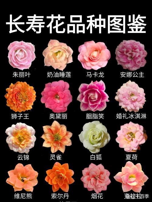 花期最长的花有哪些品种?盘点四季常开的花卉推荐 花期最长的花有哪些品种?盘点四季常开的花卉推荐