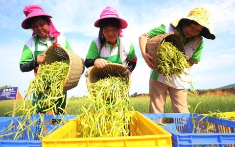 黄花菜种植全过程指南：7步实操法确保高成活率