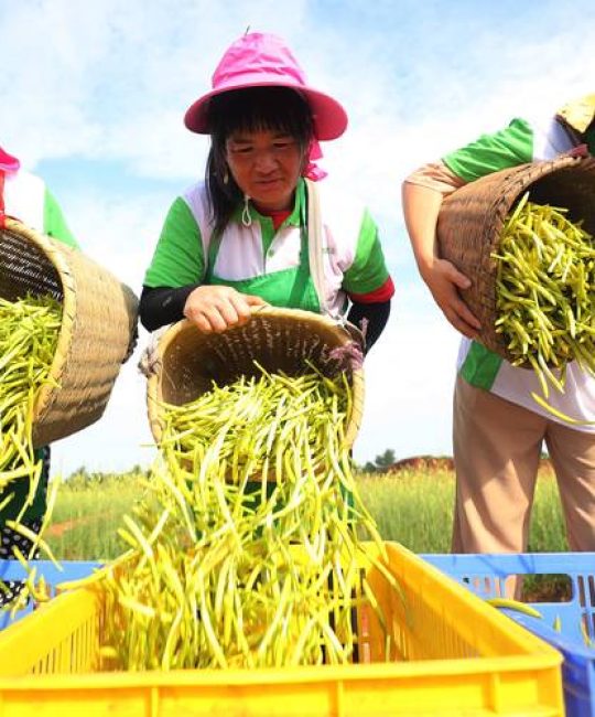 黄花菜种植全过程指南：7步实操法确保高成活率