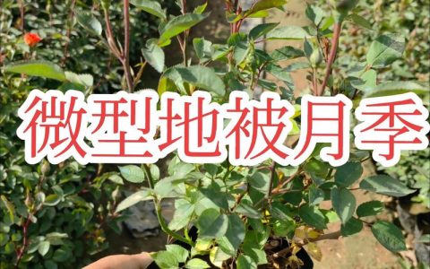 微型月季花的养殖方法和注意事项：阳台开花机器的养护指南