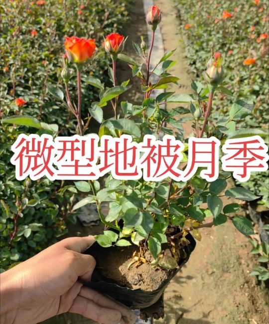 微型月季花的养殖方法和注意事项：阳台开花机器的养护指南