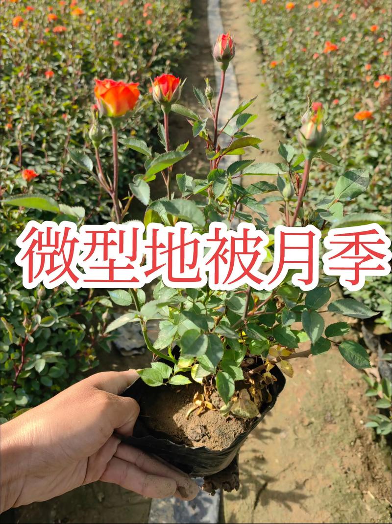 微型月季花的养殖方法和注意事项:阳台开花机器的养护指南 微型月季花的养殖方法和注意事项:阳台开花机器的养护指南