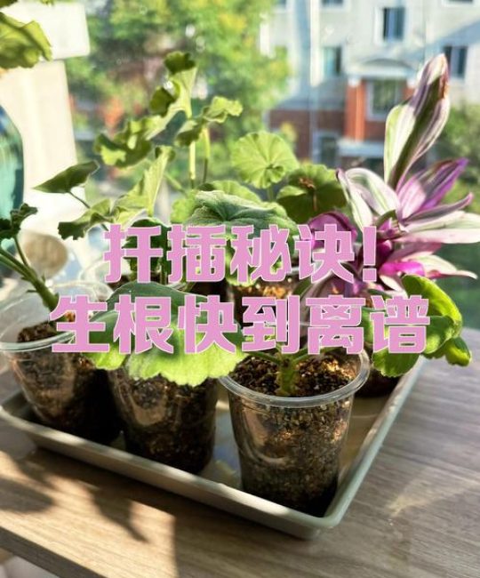 银杏树扦插方法和技巧：成活率最高的3种实操方案