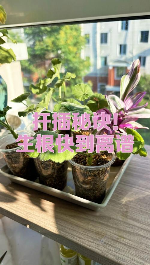 银杏树扦插方法和技巧:成活率最高的3种实操方案 银杏树扦插方法和技巧:成活率最高的3种实操方案