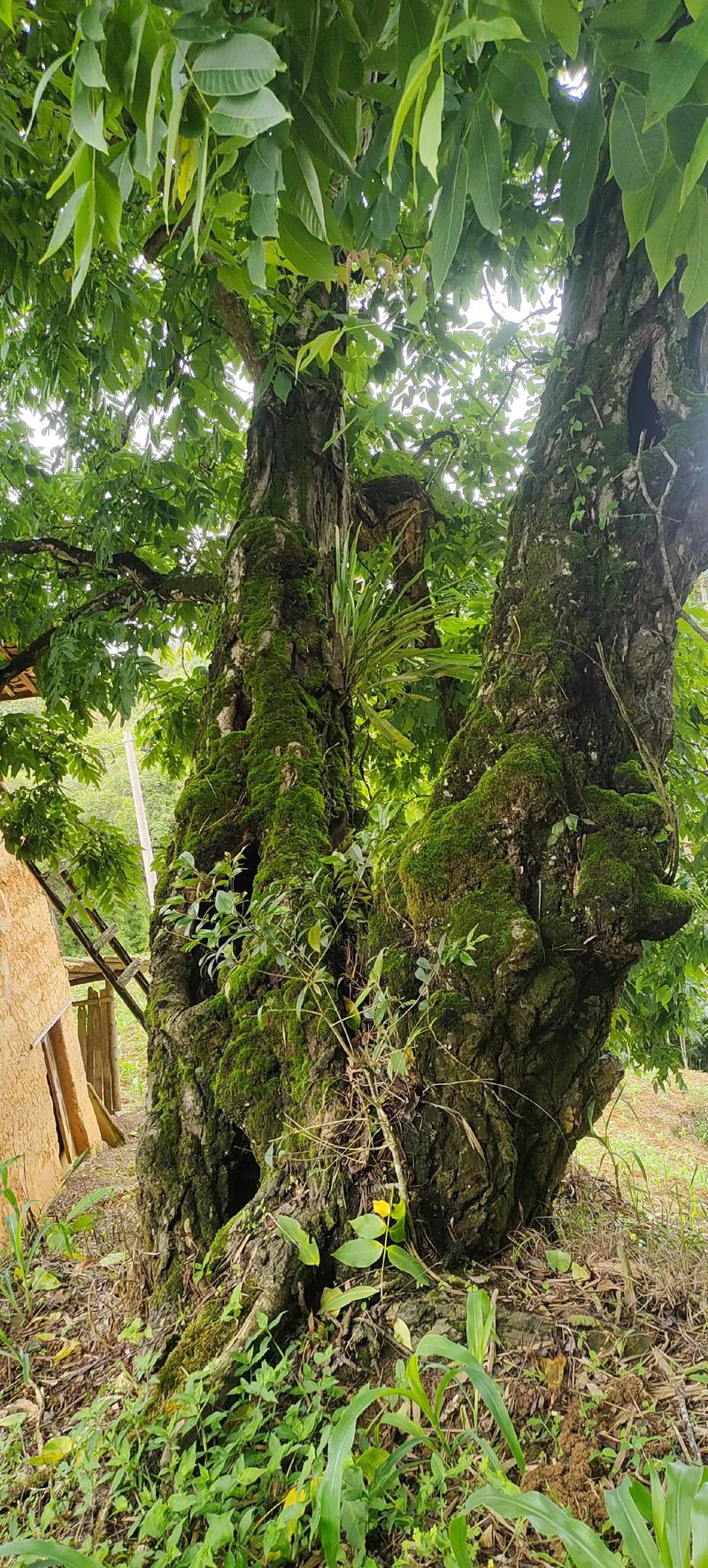 院子里种核桃树大忌:根系破坏与养护难题全解析 院子里种核桃树大忌:根系破坏与养护难题全解析