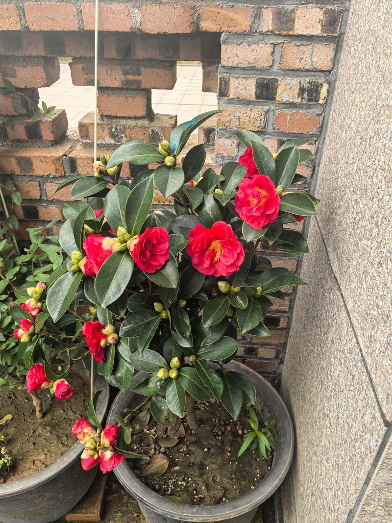 山茶花为什么叫断头花？揭秘这一雅称背后的真相与养护指南