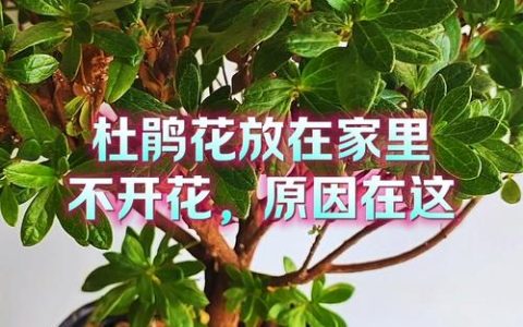 杜鹃花不开花是怎么回事？5大原因及解决方法