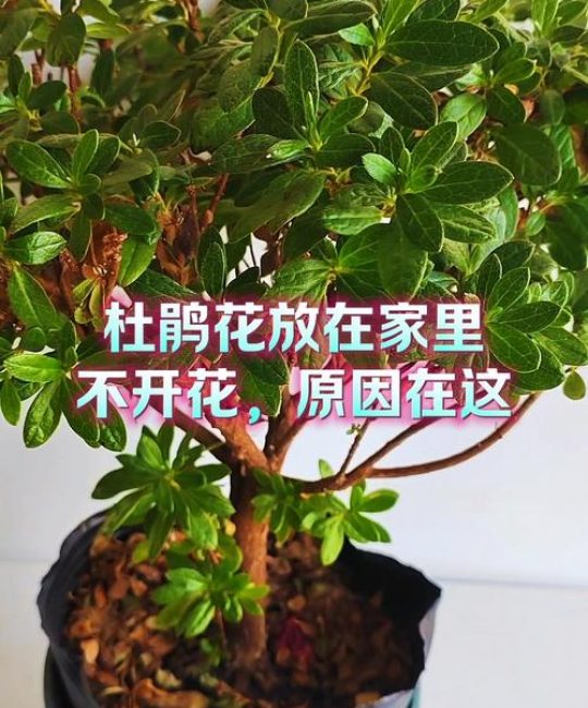 杜鹃花不开花是怎么回事？5大原因及解决方法