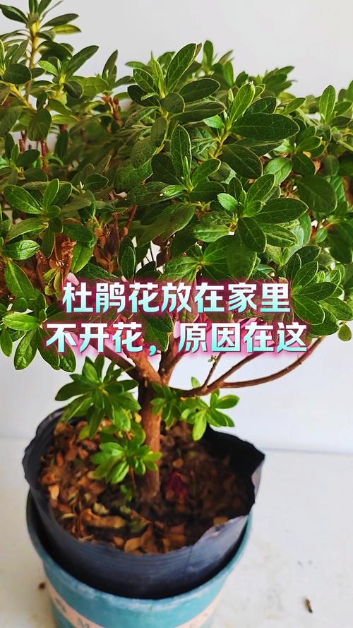 不开花的直接原因