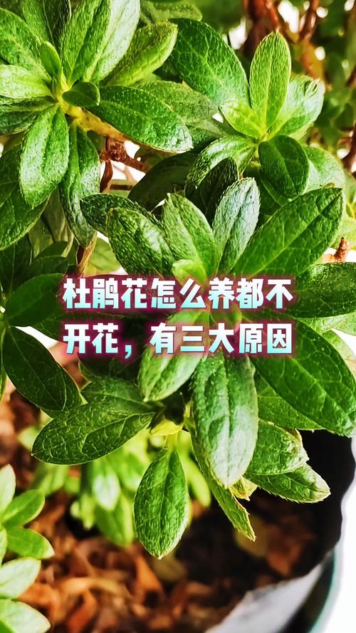 常见原因列表