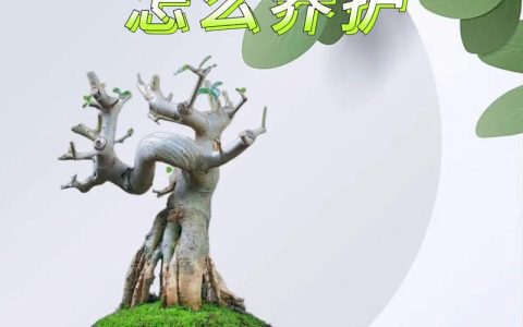 白蜡木风水寓意与庭院种植养护全指南