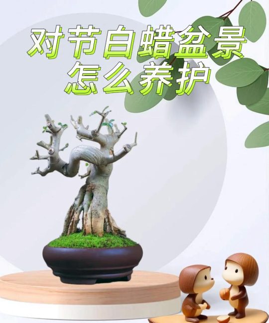 白蜡木风水寓意与庭院种植养护全指南