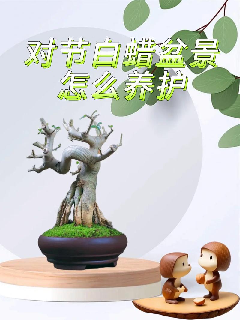 白蜡木的“吉木”属性解析