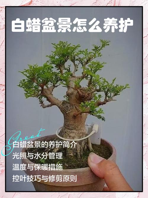 移栽成活与支撑固定技术