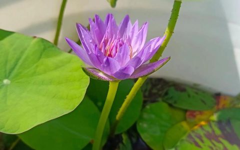 睡莲一年开几次花？花期管理与养护全攻略