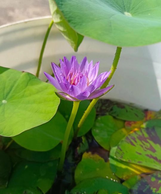 睡莲一年开几次花？花期管理与养护全攻略
