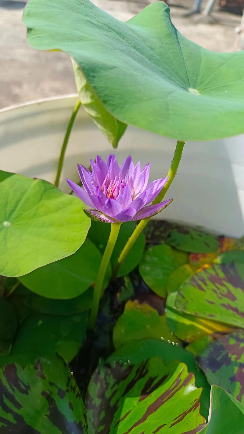 睡莲一年开几次花？花期管理与养护全攻略
