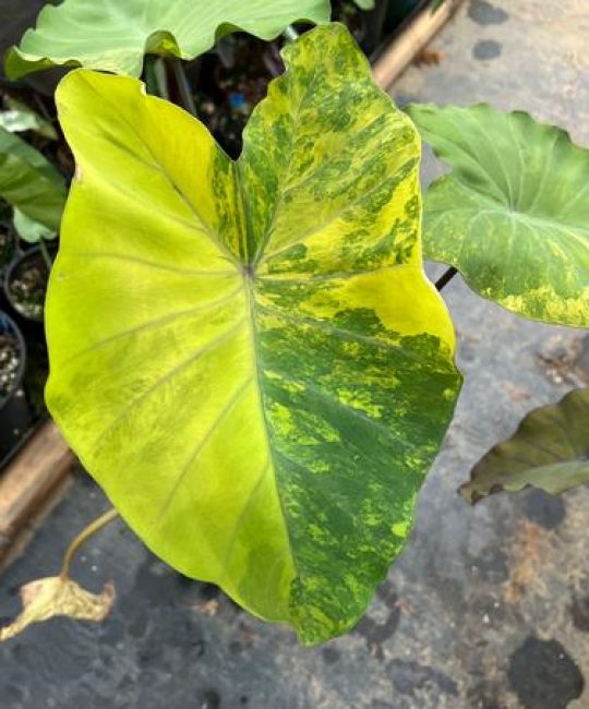 种植天南星一亩的利润是多少？2026年成本与收益全解析