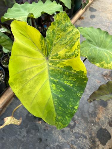 种植天南星一亩的利润是多少?2026年成本与收益全解析 种植天南星一亩的利润是多少?2026年成本与收益全解析