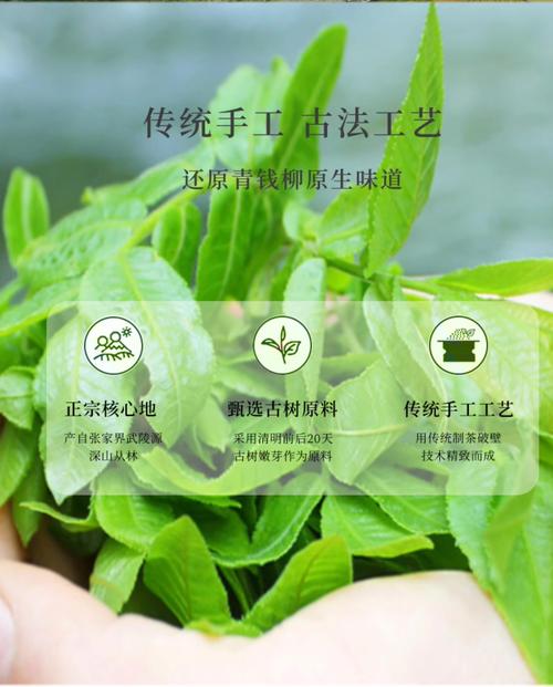 青钱柳茶多少钱一斤 价格受哪些因素影响