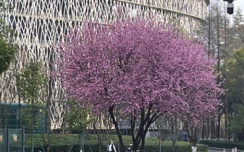 一颗樱花树要多少钱？规格、产地与季节如何影响报价