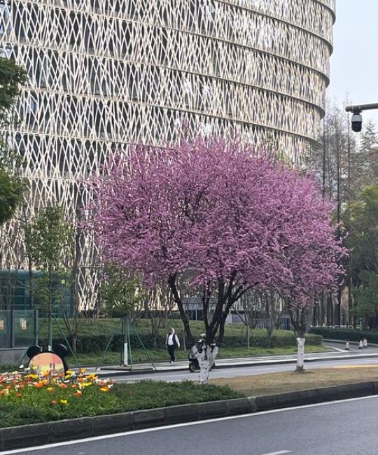 一颗樱花树要多少钱？规格、产地与季节如何影响报价
