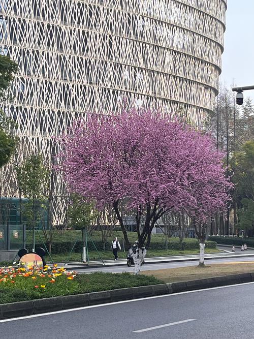 一颗樱花树要多少钱？规格、产地与季节如何影响报价
